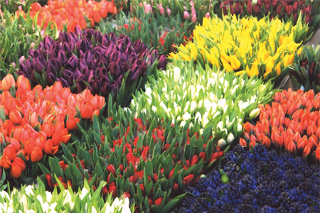 Floral Interior Design Floral Interior Design