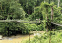 jungle Borneo
