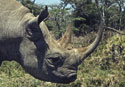 kenya rhino