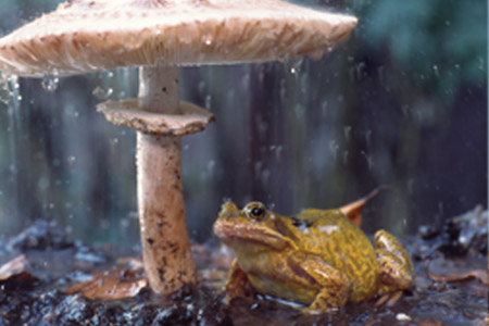Our World: Sheltering frog