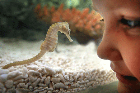 Sea Life Centre Competition - Win family tickets to visit