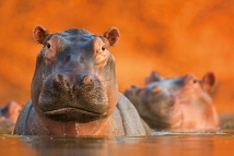 Pool of Hippos